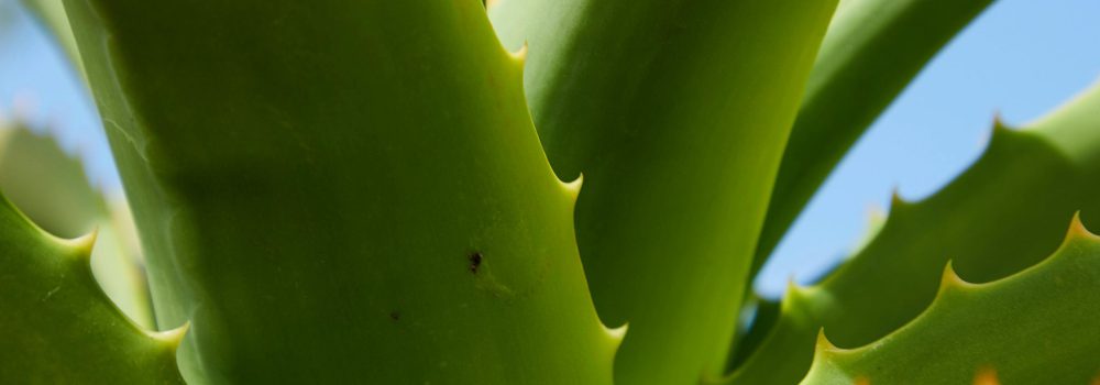 Aloe Vera para la Salud Dental: ¿Mito o Realidad?